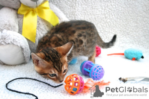 Photos supplémentaires: Chatons Bengal Cats vaccinés disponibles à la vente