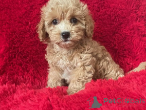 Photo №1. maltipu - à vendre en ville de Berlin | 900€ | Annonce №149849