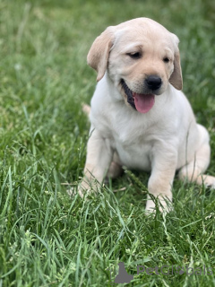 Photo №4. Je vais vendre labrador retriever en ville de Dallas. annonce privée, de la fourrière, de l'abri, éleveur - prix - 319€