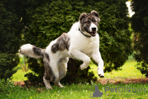 Photo №3. Le chien-loup du Caucase est entre de bonnes mains.. Fédération de Russie