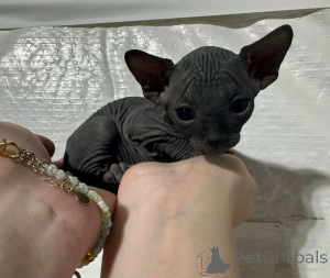 Photo №1. sphynx - à vendre en ville de Berlin | 500€ | Annonce № 138832