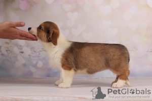 Photo №3. Cardigan corgi gallois - fille rousse. Ukraine