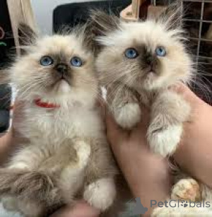 Photo №3. Kocięta rasy Sacred Birman na sprzedaż. Pologne