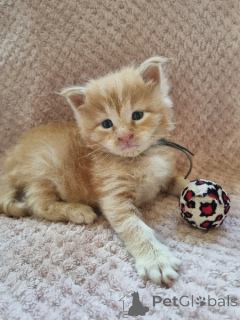 Photo №3. Bébé chaton Maine coon mâle et femelle à cédé. Belgique