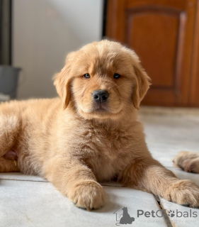 Photo №1. golden retriever - à vendre en ville de Berlin | négocié | Annonce №163518
