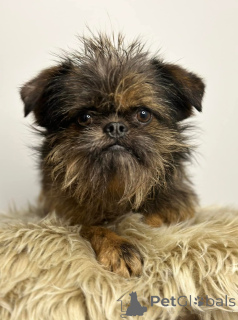 Photo №4. Je vais vendre chien à loutre en ville de Belgrade.  - prix - négocié