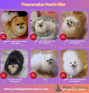 Photo №2 de l'annonce № 168233 de la vente spitz nain - acheter à Serbie éleveur
