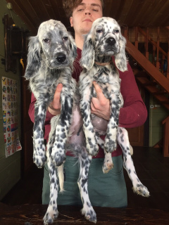 Photo №3. Dans le chenil Allure Show, des chiots Setter anglais sont vendus!. Fédération de Russie