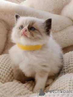 Photo №4. Je vais vendre ragdoll en ville de Klagénfurt. éleveur - prix - 350€