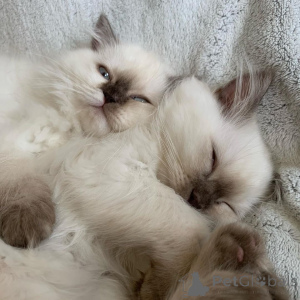 Photo №3. Chatons Ragamuffin disponibles maintenant. Pays Bas