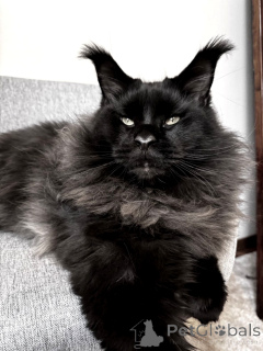 Photo №2 de l'annonce № 145484 de la vente maine coon - acheter à Fédération de Russie de la fourrière, éleveur