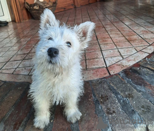 Photo №1. west highland white terrier - à vendre en ville de Ruma | négocié | Annonce №94390