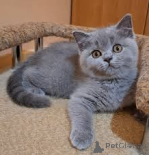 Photo №4. Je vais vendre british shorthair en ville de Bruxelles. annonce privée, éleveur - prix - 580€