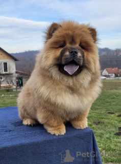 Photo №1. chow-chow - à vendre en ville de Belgrade | négocié | Annonce №131760