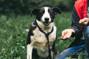 Photo №2 de l'annonce № 17050 de la vente chien bâtard - acheter à Fédération de Russie de l'abri