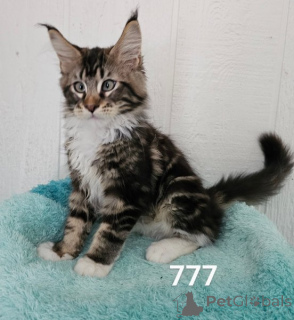 Photo №1. maine coon - à vendre en ville de Arkansas City | 484€ | Annonce № 164083