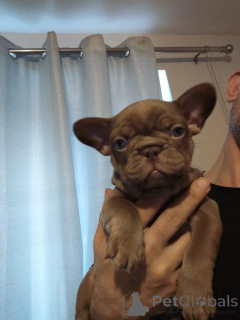 Photo №3. Des chiots adorables prêts à faire fondre votre cœur !. USA