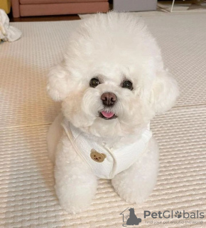 Photo №1. bichon à poil frisé - à vendre en ville de Helsinki | négocié | Annonce №70028