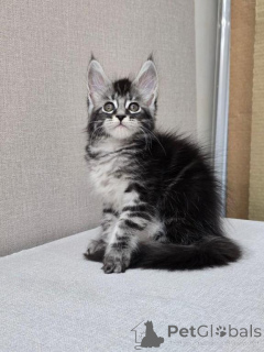 Photo №1. maine coon - à vendre en ville de Plage de canon | 404€ | Annonce № 147112