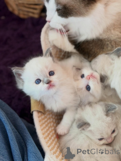 Photo №3. Chatons Ragdoll élégants à vendre Cœurs doux et beaux yeux bleus. Pays Bas