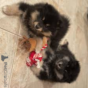 Photo №2 de l'annonce № 169377 de la vente chien finnois de laponie - acheter à La finlande annonce privée, éleveur