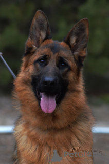 Photo №2 de l'annonce № 6496 de la vente berger allemand - acheter à Ukraine de la fourrière, éleveur