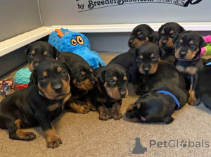 Photo №2 de l'annonce № 137492 de la vente  - acheter à Suisse annonce privée