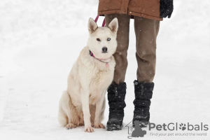Photo №1. chien bâtard - à vendre en ville de Москва | Gratuit | Annonce №82812
