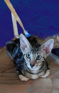 Photo №1. oriental shorthair - à vendre en ville de Москва | 431€ | Annonce № 84324