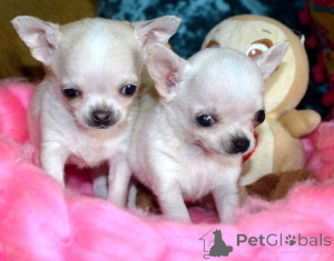 Photo №1. chihuahua - à vendre en ville de Getafe | négocié | Annonce №169885