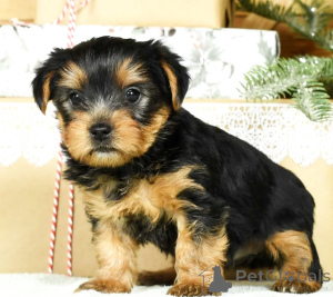 Photo №1. yorkshire terrier - à vendre en ville de Milan | négocié | Annonce №158208