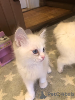 Photo №1. ragdoll - à vendre en ville de Ixelles | 670€ | Annonce № 165195