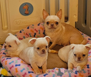 Photo №1. chien bâtard - à vendre en ville de Ivancice | négocié | Annonce №173360