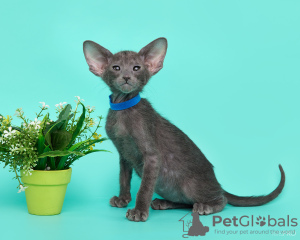 Photo №3. Chats orientaux. Fédération de Russie