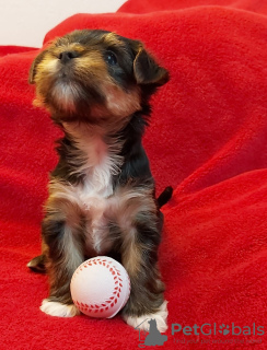 Photo №2 de l'annonce № 20725 de la vente yorkshire terrier - acheter à Allemagne annonce privée