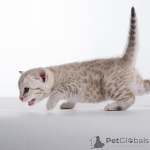 Photo №3. Intrépide, joueur et plein de charme, rencontrez Kai, notre petit prince sauvage. Suède