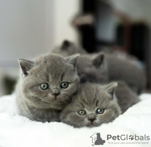 Photo №3. Chatons British Shorthair. Allemagne