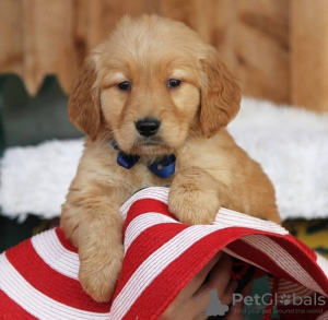 Photo №2 de l'annonce № 99387 de la vente golden retriever - acheter à Allemagne annonce privée