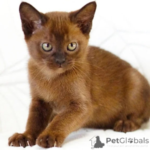 Photo №1. burmese - à vendre en ville de Essinggen | 350€ | Annonce № 176680