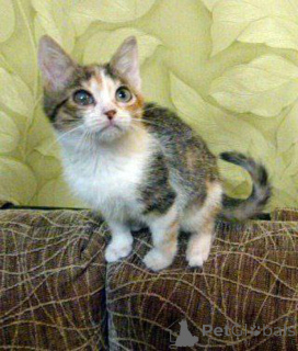 Photo №3. La fille Iriska cherche un foyer !. Fédération de Russie