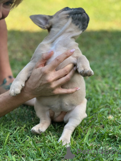 Photos supplémentaires: Chiots à vendre Chiots bouledogues français très mignons