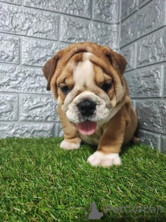 Photo №1. bulldog anglais - à vendre en ville de Sremska Mitrovica | négocié | Annonce №114655