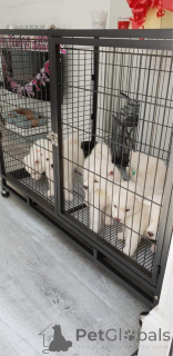 Photo №1. akita (chien) - à vendre en ville de Cali | 450€ | Annonce №173355
