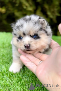 Photo №4. Je vais vendre chien à loutre en ville de Belgrade.  - prix - négocié