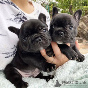 Photo №1. bouledogue - à vendre en ville de Aachen | 106€ | Annonce №129601