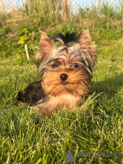 Photo №1. yorkshire terrier - à vendre en ville de Daugavpils | 663€ | Annonce №113894