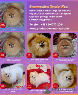 Photo №1. spitz nain - à vendre en ville de Belgrade | négocié | Annonce №168233