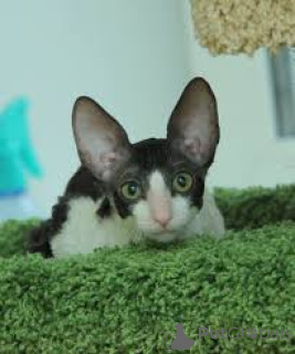 Photo №2 de l'annonce № 165941 de la vente oriental shorthair - acheter à France annonce privée, éleveur