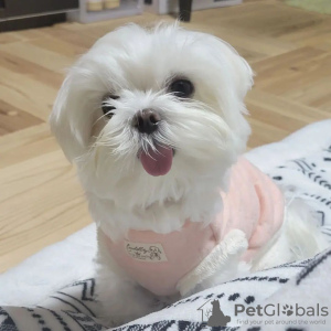 Photo №2 de l'annonce № 90128 de la vente bichon maltais - acheter à USA éleveur