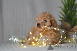 Photo №4. Je vais vendre maltipu en ville de Tallinn. éleveur - prix - 1600€